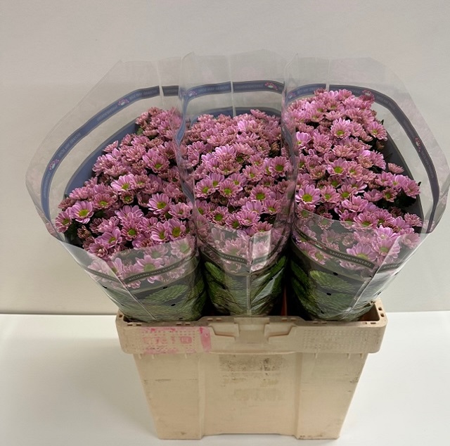 Chrys sa rossi pink.jpg